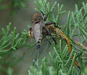 Robberfly taking a large dragonfly