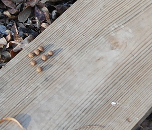 scat-and-tracks107 Plank with scat and tracks