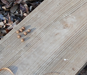 Plank with scat and tracks