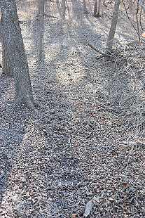 In the winter woods--deer passage