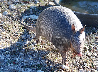 armadillo060