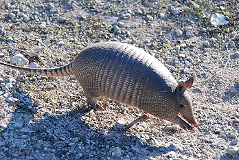 armadillo062