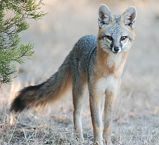 Gray fox on a winter afternoon