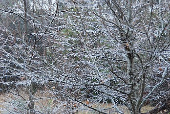 Ice storm