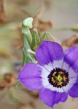 Female Stagmomantis on Eustoma flower