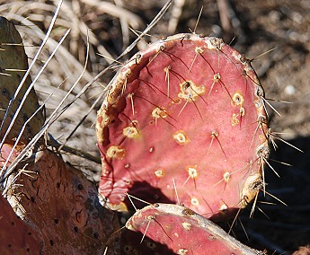 Ailing cactus