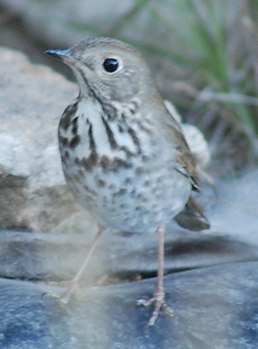 Hermit Thrush