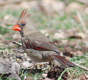 cardinal-f146