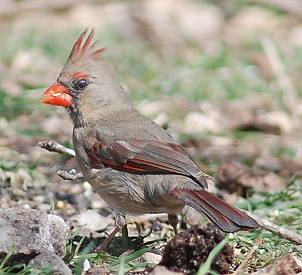 cardinal-f146 cardinal-f146