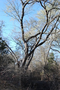 Early spring elm