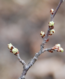 Mexican plum buds opening