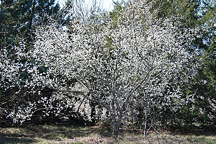 Mexican Plum in full bloom