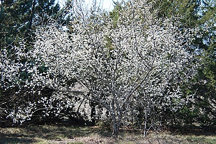 mex-plum-yard241 Mexican Plum in full bloom