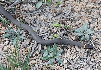 prairie-ringneck-snake197 Prairie Ring-necked Snake