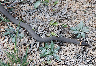 Prairie Ring-necked Snake