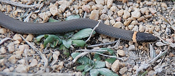 prairie-ringneck-snake199