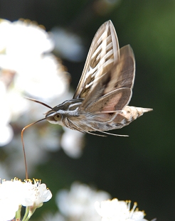 Sphinx moth sipping nectar