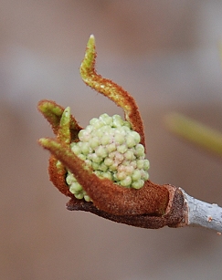 Rusty Blackhaw Viburnum bud