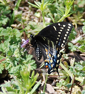 black-swallowtail290