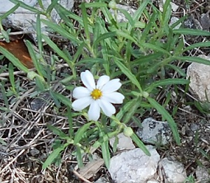 blackfoot-daisy173psp