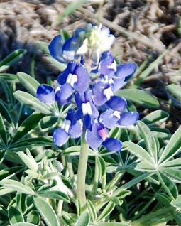 bluebonnet049