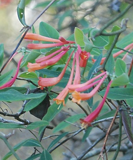 coral-honeysuckle192