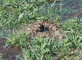 Crawdad hole