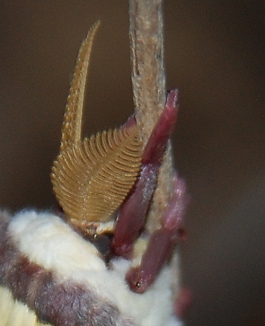 Luna Moth's antennae 