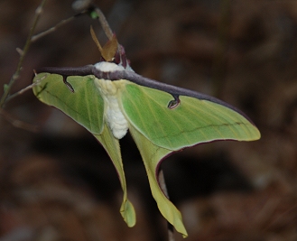 Luna Moth, dorsal view
