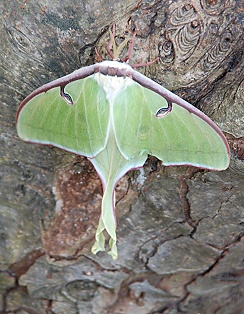 Luna Moth