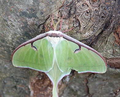 Luna Moth