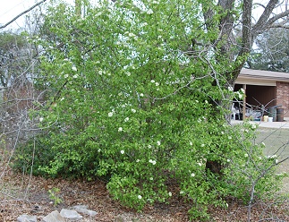 rusty-blackhaw-viburnum312 Rusty Blackhaw Viburnum