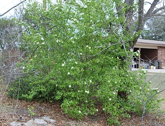 Rusty Blackhaw Viburnum