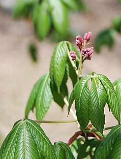 scarlet-buckeye-bud282