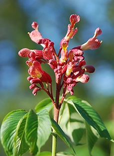 scarlet-buckeye054