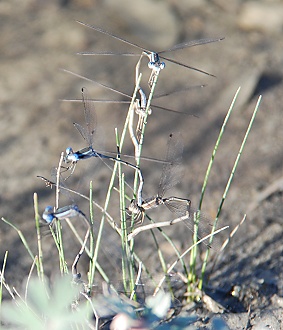 Spreadwing Damselflies ovipositing