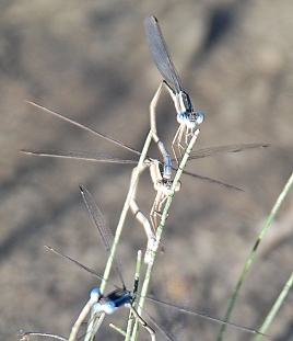 spreadwings-ovipositing097