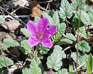 tx-cranesbill176