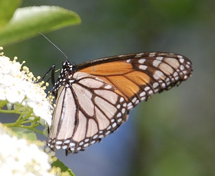 worn-monarch-viburnum221