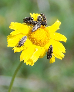yellow-flower-bugs179