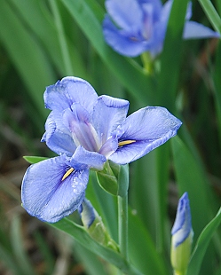 blue-iris300
