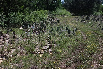 cactus-flat-trail398