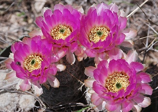 lace-cactus-4-bloom271