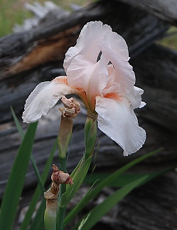 peach-iris310