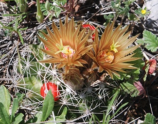 plains-nipple-cactus400 plains-nipple-cactus400