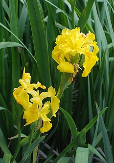 yellow-water-iris307