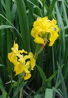 yellow-water-iris307 yellow-water-iris307
