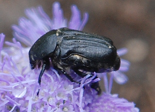 black-beetle-on-mistflower129