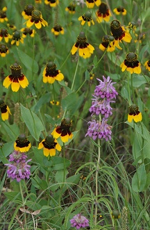 coneflower-lemon-horsemint236