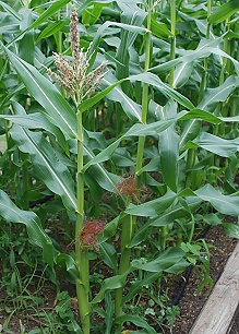 corn-flowering187
